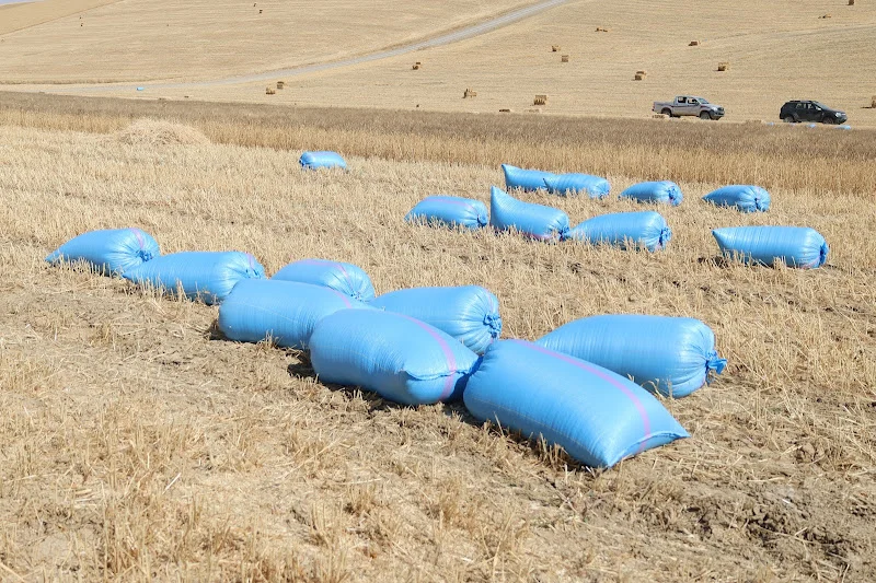 اللوكوس يواجه خصاصاً حاداً في اليد العاملة مع تزامن مواسم الجني والزراعة