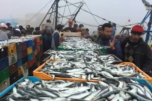 المغرب يحسم الجدل بشأن فيروس هربس السردين وسلامة الأسماك
