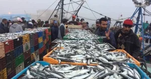 الناظور: تراجع مقلق لمفرغات الصيد بميناء بني أنصار.. انخفاض الكميات بـ10 في المائة والقيمة المالية بـ9 في المائة
