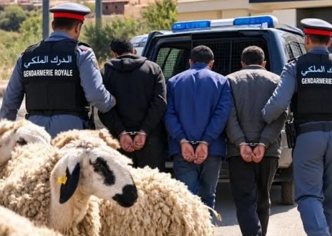 وجدة :     جديد سرقة 400 رأس من الغنم … الدرك يوقف 7 مشتبه فيهم ويسترجع 300 رأس في تطور جديد بقضية أهل أنجاد