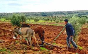 الوكالة الوطنية للمحافظة العقارية تستهدف تحفيظ الأراضي البورية ضمن مخططها لإنجاز 480 ألف رسم عقاري جديد