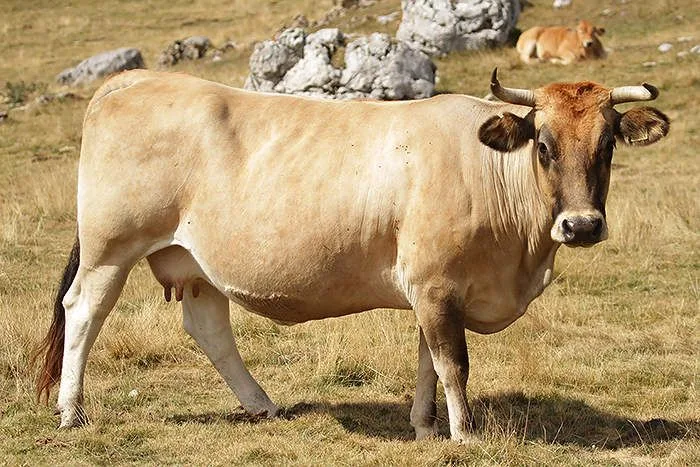 مزارعو إسبانيا يطالبون المغرب باستئناف استيراد الأبقار الحية