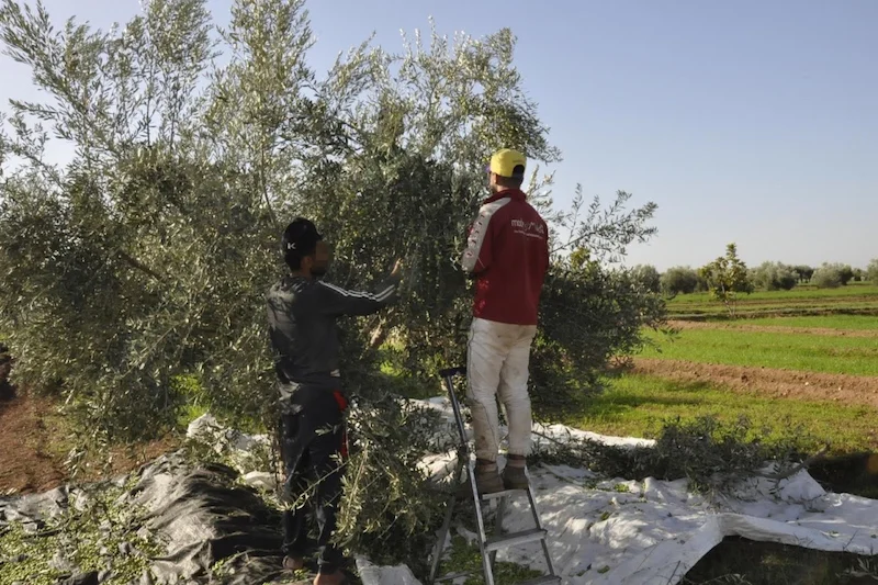 الحرارة ونقص اليد العاملة يضغطان على موسم الزيتون بالمغرب