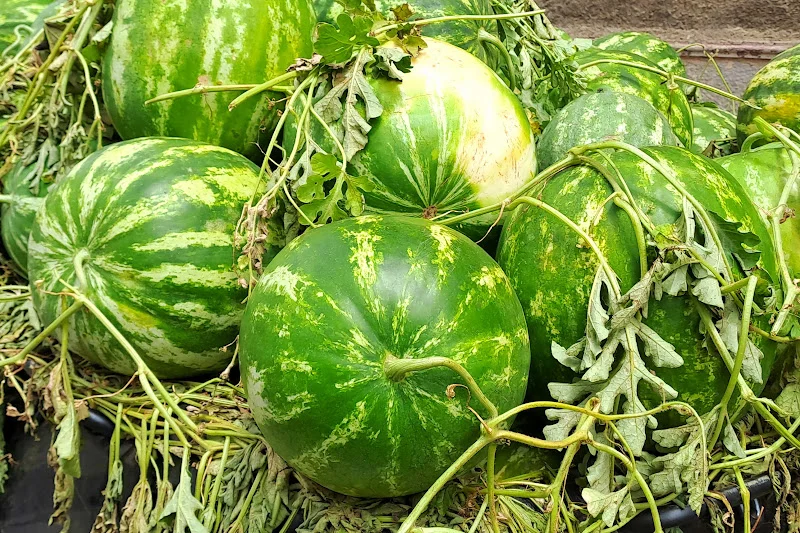 عامل طاطا يمنع زراعة البطيخ خارج الواحات لحماية الفرشة المائية